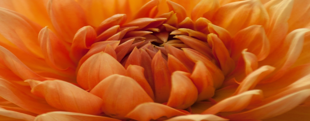 HORTICULTURE
